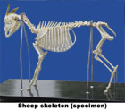 Mô hình hệ xương cừu